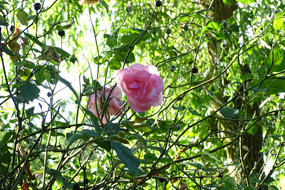 photographie photo dessin nature rose arbre rosier
