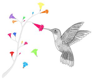 colibri illustration hummingbird